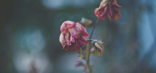 pink and white flower plant